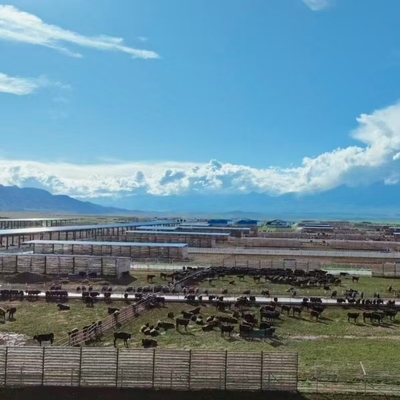 Cobertizo para vacas con estructura de acero galvanizado y techo de sombra abierto para granjas lecheras, de carne y de engorde. Montaje rápido y de bajo costo.