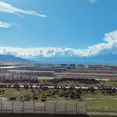 Cobertizo de acero galvanizado para ganado vacuno lechero y de carne con una vida útil de más de 20 años
