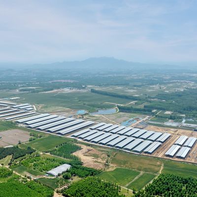 Diseño Suministro Moderno Estructura de Acero Cobertizo de Granja Lechera de Metal Cobertizo para Ganado con Sistema de Ventilación