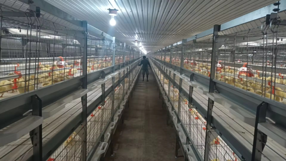Granja avícola para pollos de engorde, ponedoras y reproductoras – Estructura de acero prefabricada con paneles aislantes y sistema de ventilación