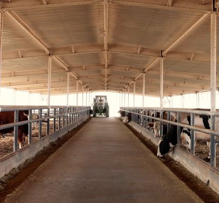 Estructura de acero prefabricado galvanizado Granja de ganado lechero