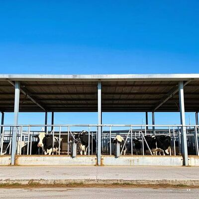 Estructura de acero prefabricado galvanizado Granja de ganado lechero