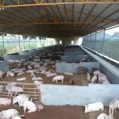 Edificios prefabricados Casa de aves de corral Estructura de acero Casa de granja de aves de corral Cuadro de construcción de acero para el cobertizo