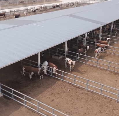 Cobertizo de acero galvanizado para ganado vacuno lechero y de carne con una vida útil de más de 20 años