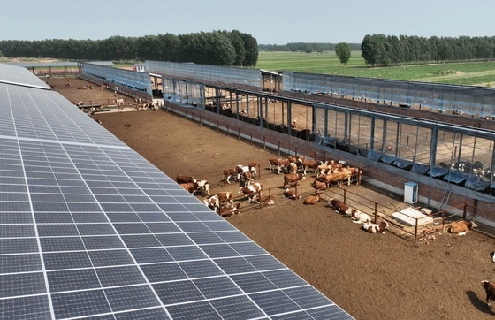 Cobertizo para ganado con estructura de acero galvanizado con sistema de alimentación automático para ganado y panel solar opcional