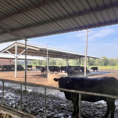 Estructura de acero prefabricada cobertizo para granja lechera