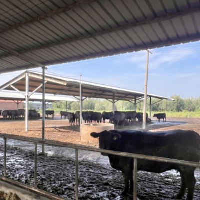 Estructura de acero prefabricada personalizada para cobertizos de vacas, graneros prefabricados para ganado, edificios de granjas lecheras RULY STEEL