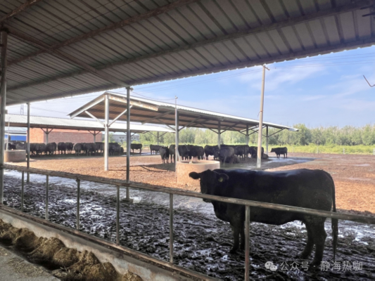 Cobertizo de acero galvanizado para vacas lecheras y de carne de res, vida útil de más de 20 años, proveedor de soluciones de alojamiento para ganado, integrado con equipos de alimentación y panel solar fuera de la red