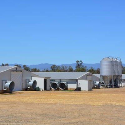 50 años Casa de aves de corral de acero para granjas de camadas de pollos de engorde con paneles aislados Solución de vivienda de ganado